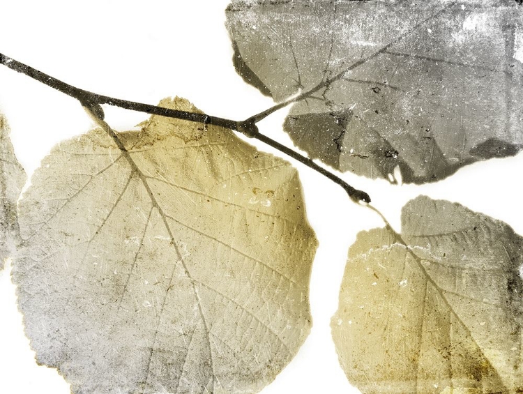 Picture of CLASSIC LEAVES WHITE
