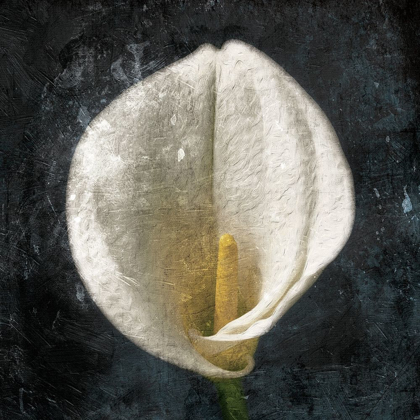 Picture of DARK TULIP