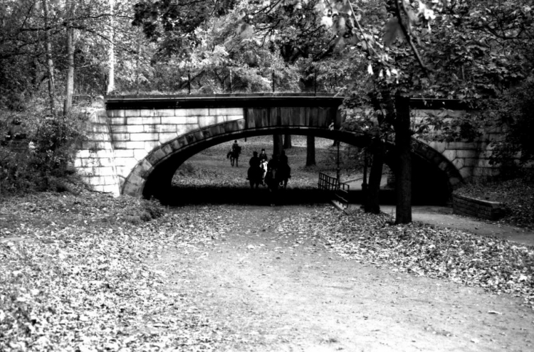 Picture of CENTRAL PARK HORSES