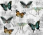 Picture of BUTTERFLY DREAMS