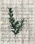 Picture of MUSICAL BOTANICAL 1