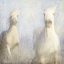 Picture of WHITE WILD