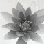 Picture of LOTUS 1