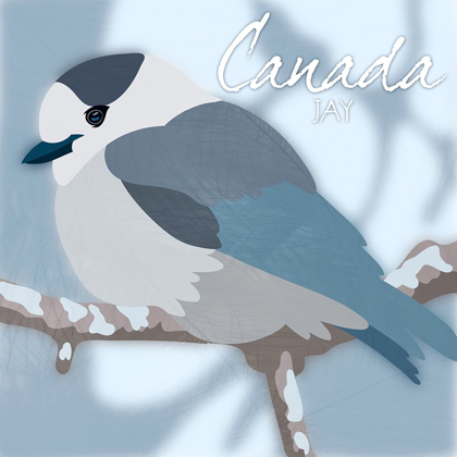 Picture of CANADA JAY