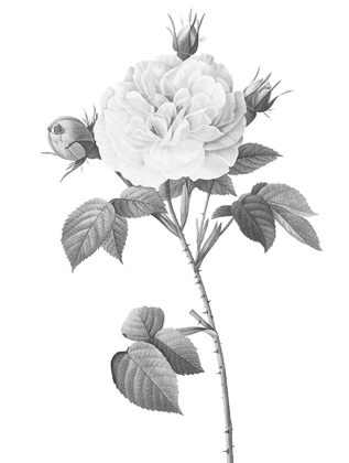Picture of GREYSCALE FLORAL TWO