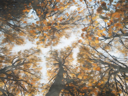 Picture of LOOK UP IN THE FOREST