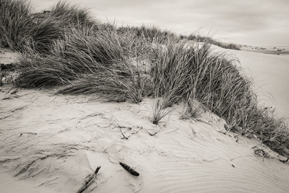 Picture of BEACHY DUNES