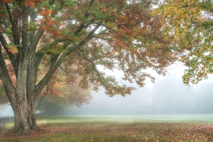 Picture of THE MEADOW 1