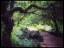 Picture of CENTRAL PARK TREE