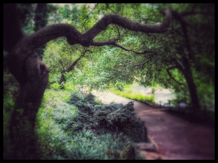 Picture of CENTRAL PARK TREE