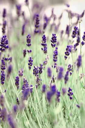 Picture of LAVENDERS IN THE FIELD