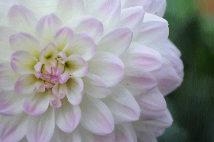 Picture of WHITE PURPLE TIP DAHLIA