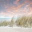 Picture of WINDSWEPT II