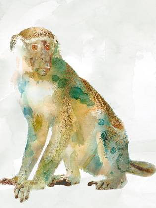 Picture of AFRICAN COLORS MONKEY