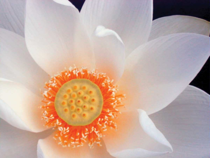 Picture of LOTUS I