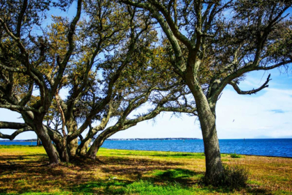 Picture of LIVE OAKS BY THE BAY I