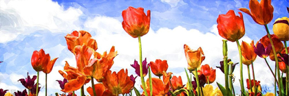 Picture of TULIPS IN THE SUN I