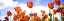 Picture of TULIPS IN THE SUN I