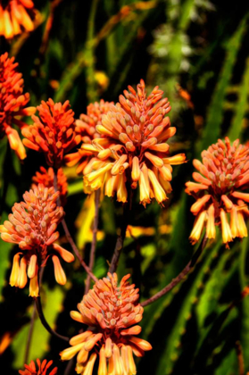 Picture of YELLOW AND ORANGE FLOWERS