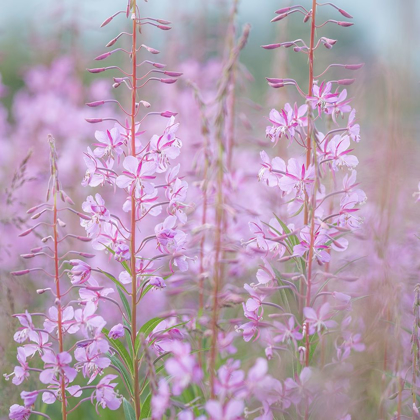 Picture of FIREWEED II