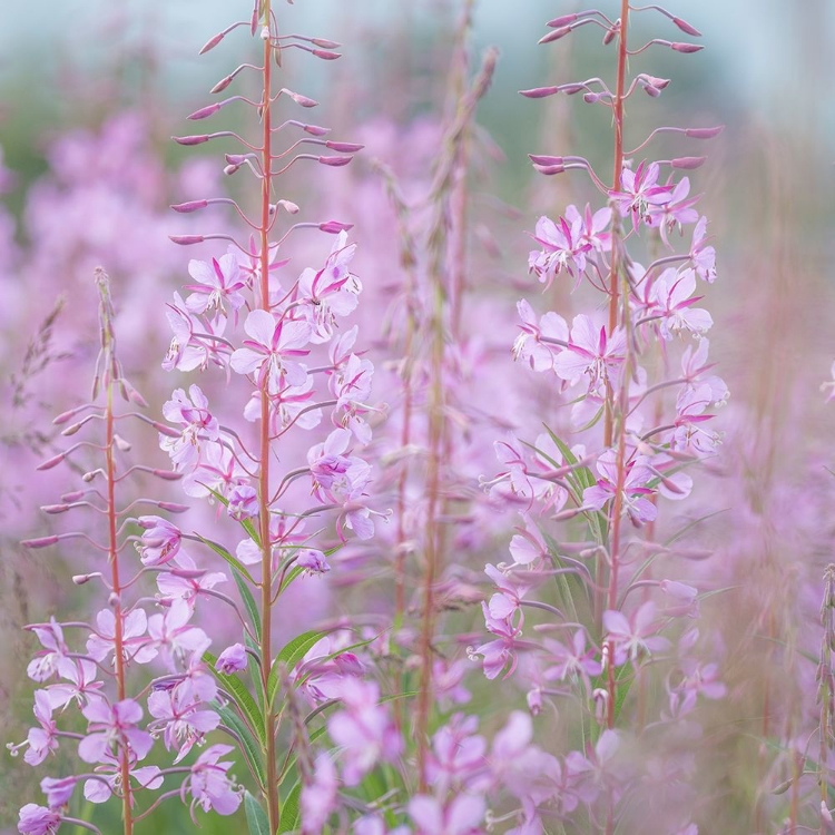 Picture of FIREWEED II