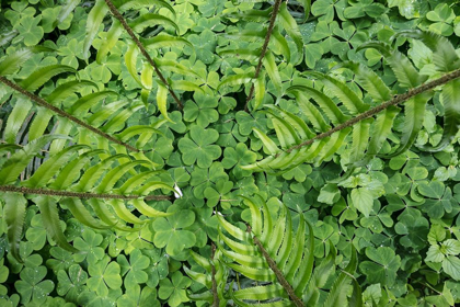 Picture of SWORD FERN AND OXALIS