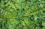 Picture of SWORD FERN AND OXALIS
