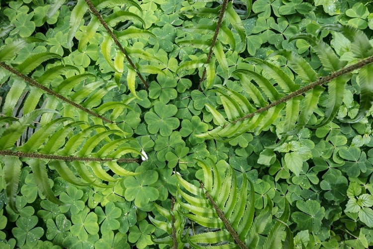 Picture of SWORD FERN AND OXALIS