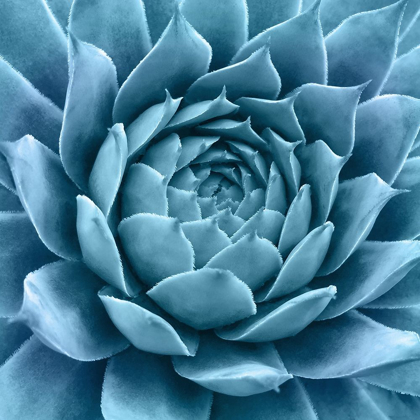 Picture of SILVERY BLUE AGAVE
