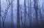 Picture of RED CARDINAL IN A BLUE FOREST