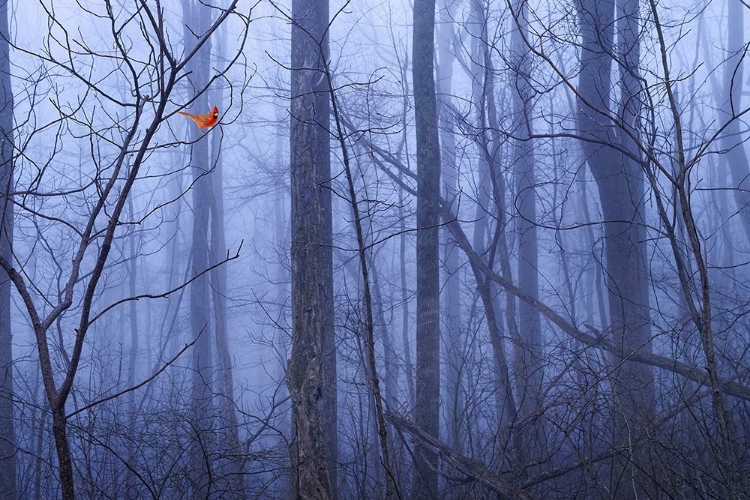 Picture of RED CARDINAL IN A BLUE FOREST