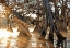 Picture of CYPRESS CREEK II