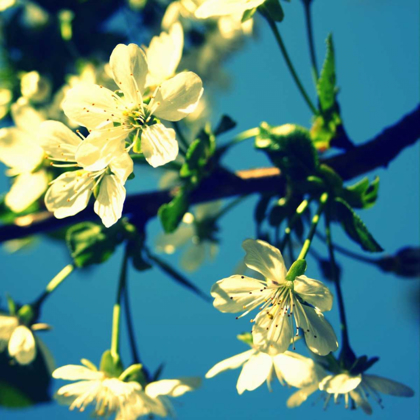 Picture of SUMMER BLOSSOM II