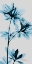 Picture of BLUE AZALEA