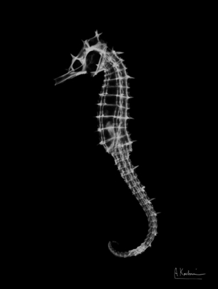 Picture of SEAHORSE IN THE DARK