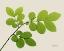Picture of NATURAL GREENERY 1