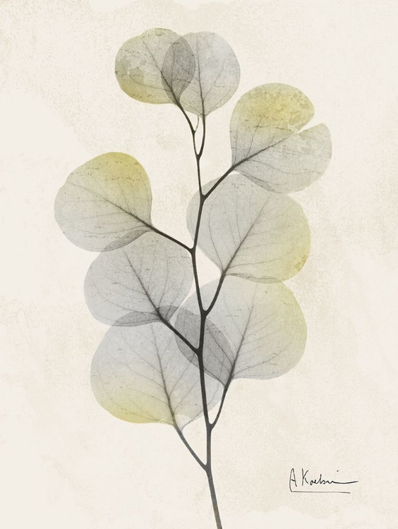 Picture of SUNKISSED EUCALYPTUS 4