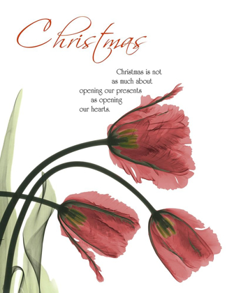 Picture of CHRISTMAS TULIPS 1