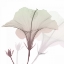 Picture of NEAPOLITAN HIBISCUS