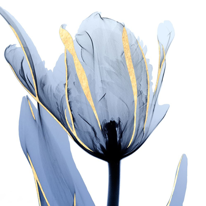 Picture of MOONLIT TULIP