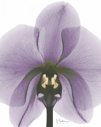 Picture of PURPLE ORCHID A29