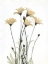Picture of WILD FLOWERS
