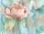 Picture of BLUSH ROSE