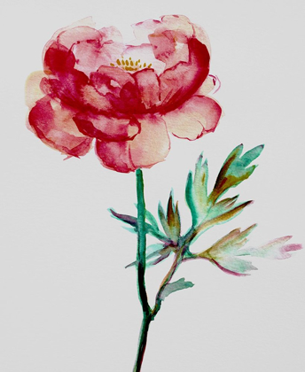 Picture of RED PEONY