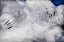 Picture of FROSTED ORNAMENTS
