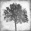 Picture of TREE SILHOUETTE BLACK AND WHITE 1