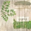 Picture of OREGANO