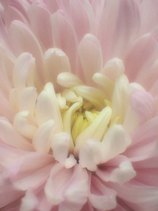 Picture of BLUME CHRYSANTHEME