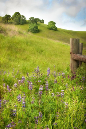 Picture of WILDFLOWER HILL 4