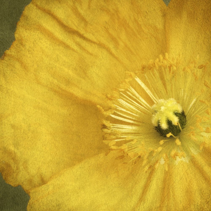 Picture of YELLOW POPPY 2